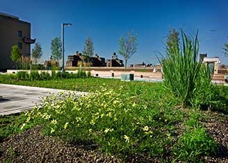 Green roof - Morgan facility, New York City