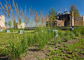 Green roof - Morgan facility, New York City